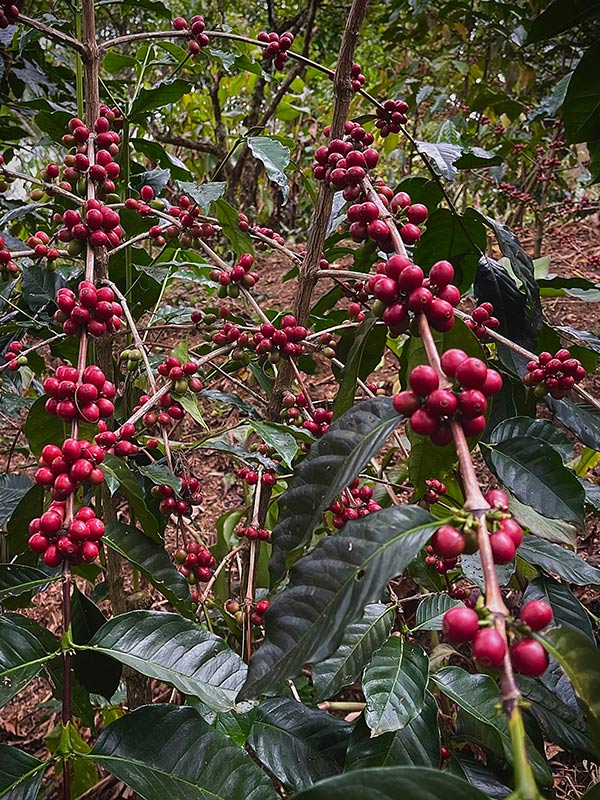 East Timor, Eratoi Natural Process