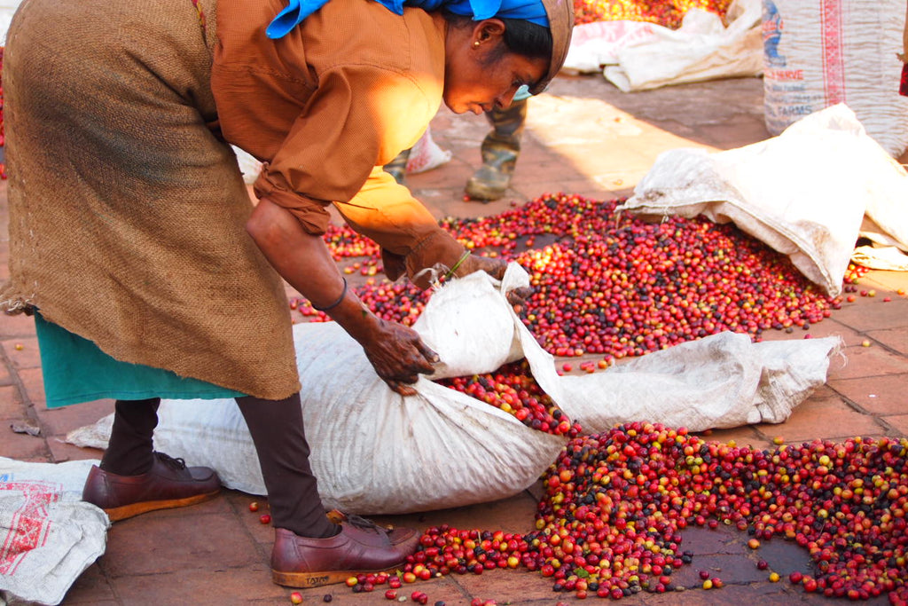 Pick of the day. Coffea arabica. Coorg India