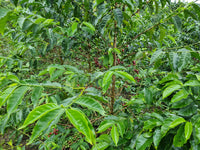 Daily Bread Blend
