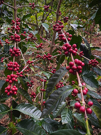 East Timor, Eratoi Natural Process
