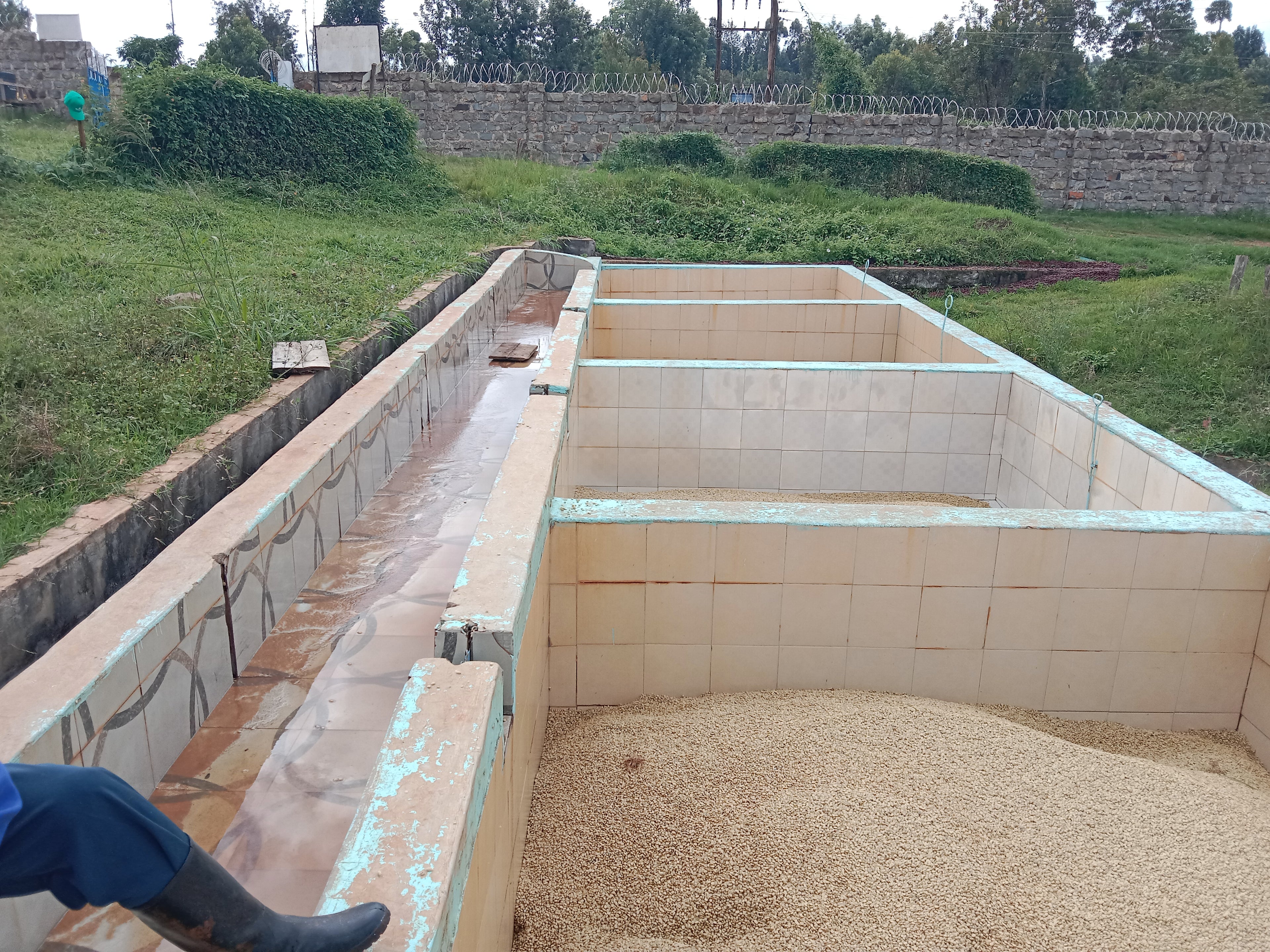Kii AA - Kenya Single Origin