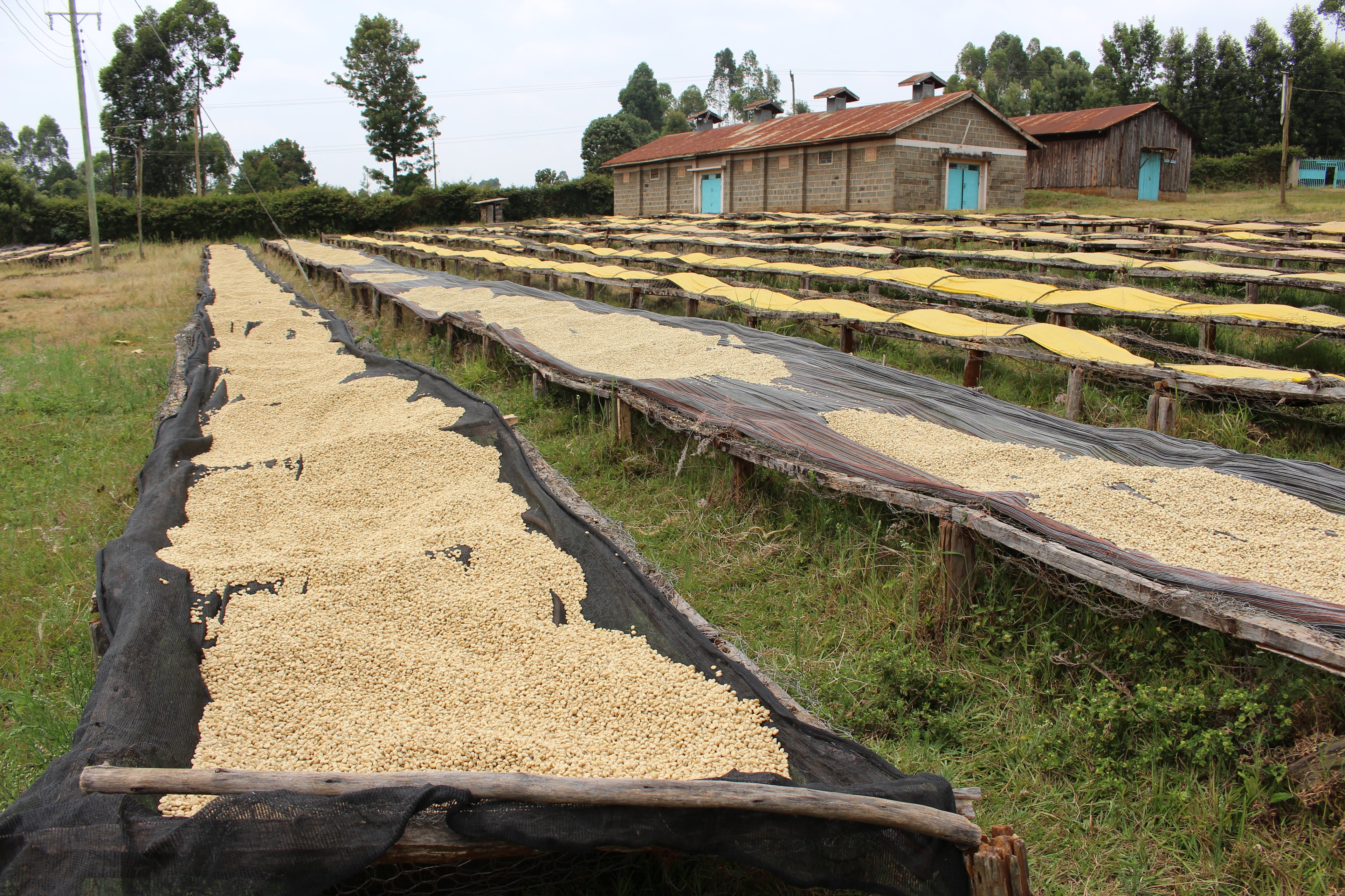 Kii AA - Kenya Single Origin